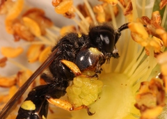 Crabro cribrarius