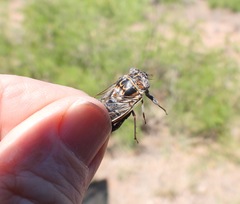 Diceroprocta eugraphica