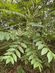 Ailanthus altissima