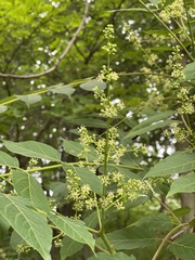 Ailanthus altissima