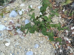 Chromolaena bigelovii
