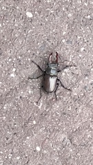 Lucanus cervus
