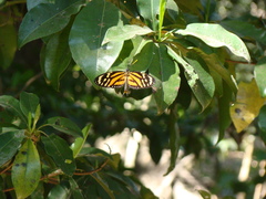 Lycorea halia atergatis
