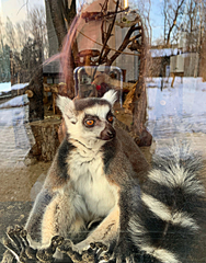 Lemur
