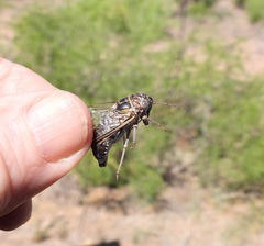 Diceroprocta eugraphica