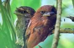 Batrachostomus moniliger