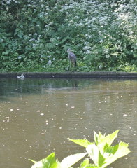 Ardea cinerea