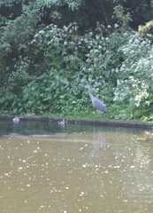 Ardea cinerea