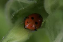 Hippodamia variegata