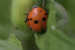 Hippodamia variegata