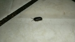 Armadillidium vulgare