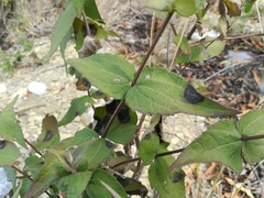 Chromolaena bigelovii