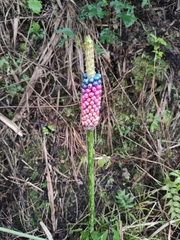 Amorphophallus kiusianus
