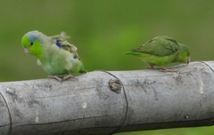 Pacific Parrotlet photo 4
