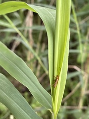 Cantharis rufa