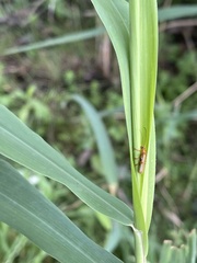 Cantharis rufa