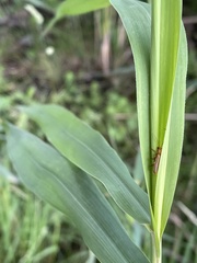 Cantharis rufa