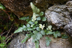 Asplenium lyallii