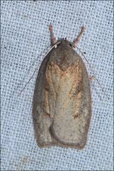 Euchaetis