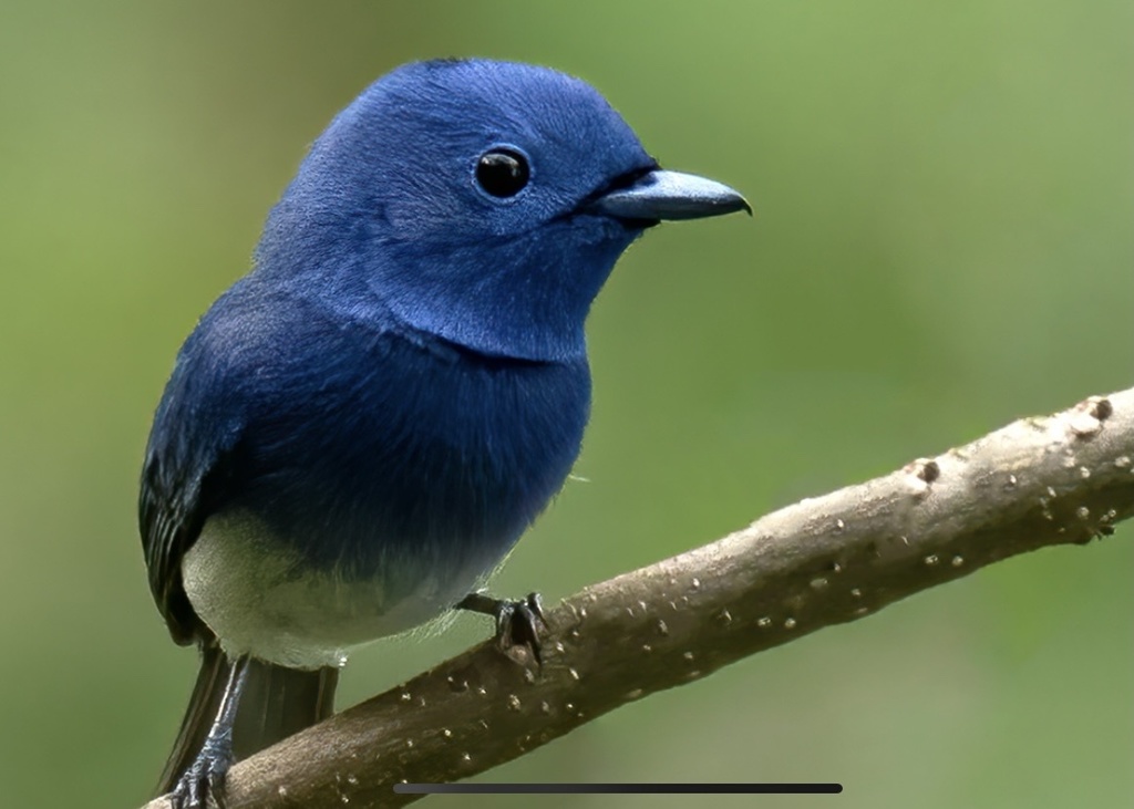 Black-Naped Monarch