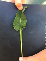 Bistorta officinalis