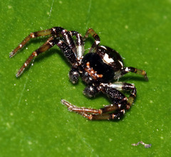 Tharpyna decorata