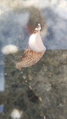 Thysanozoon brocchii