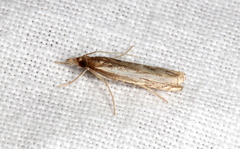 Anaclastis apicistrigellus