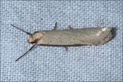 Philobota hypocausta
