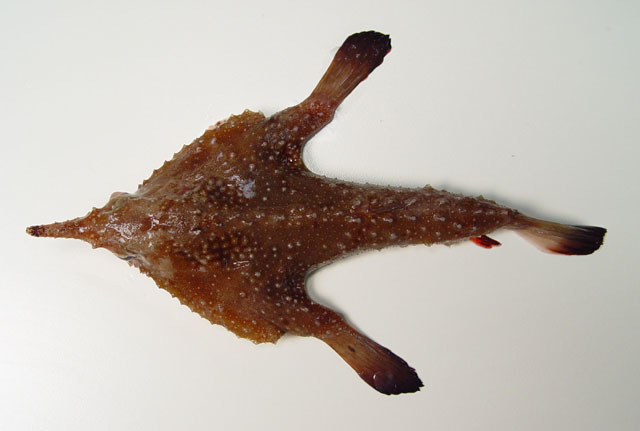 Dwarf Batfish