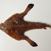 Dwarf Batfish - Photo (c) WorldFish Center - FishBase, some rights reserved (CC BY-NC)