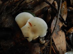 Clitocybe phyllophila