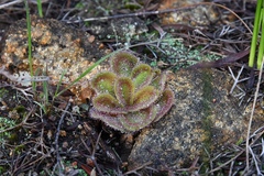 Drosera collina