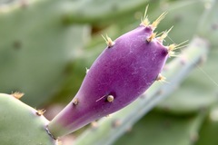 Opuntia anahuacensis