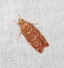 Syringoseca rhodoxantha