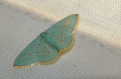 Comostolopsis stillata