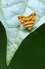 Choreutis amethystodes