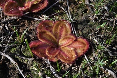 Drosera collina