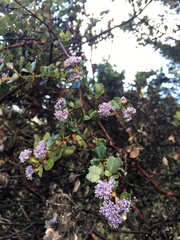 Ceanothus masonii
