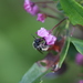 Andrena kalmiae - Photo (c) Spencer Hardy,  זכויות יוצרים חלקיות (CC BY-NC), הועלה על ידי Spencer Hardy