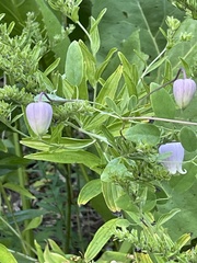 Clematis versicolor
