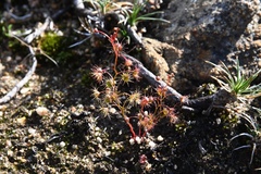 Drosera heterophylla