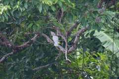 Cacatua ducorpsii