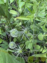 Clematis versicolor