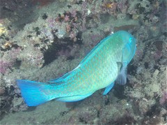 Choerodon schoenleinii