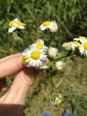 Erigeron annuus