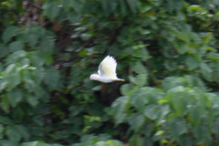 Cacatua ducorpsii