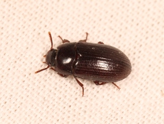 Alphitobius diaperinus