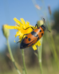 Coleoptera