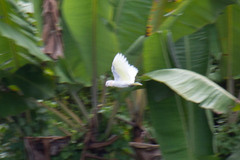 Cacatua ducorpsii